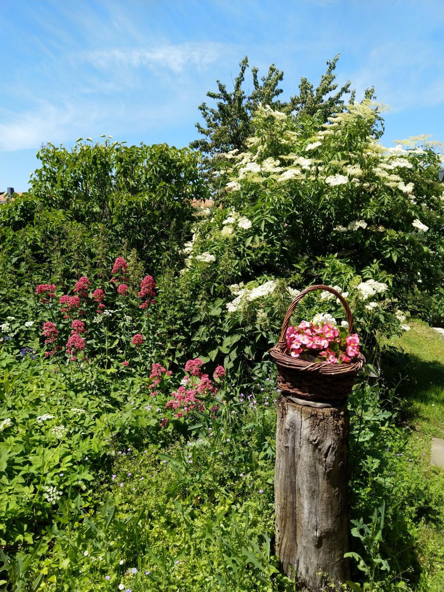 Spatzennest Wernigerode Kültér fotó